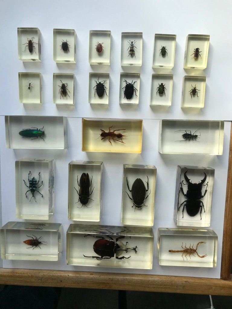 Insectes en résine époxy (22 pièces), Enlèvement ou Envoi, Utilisé, Insecte, Autres types