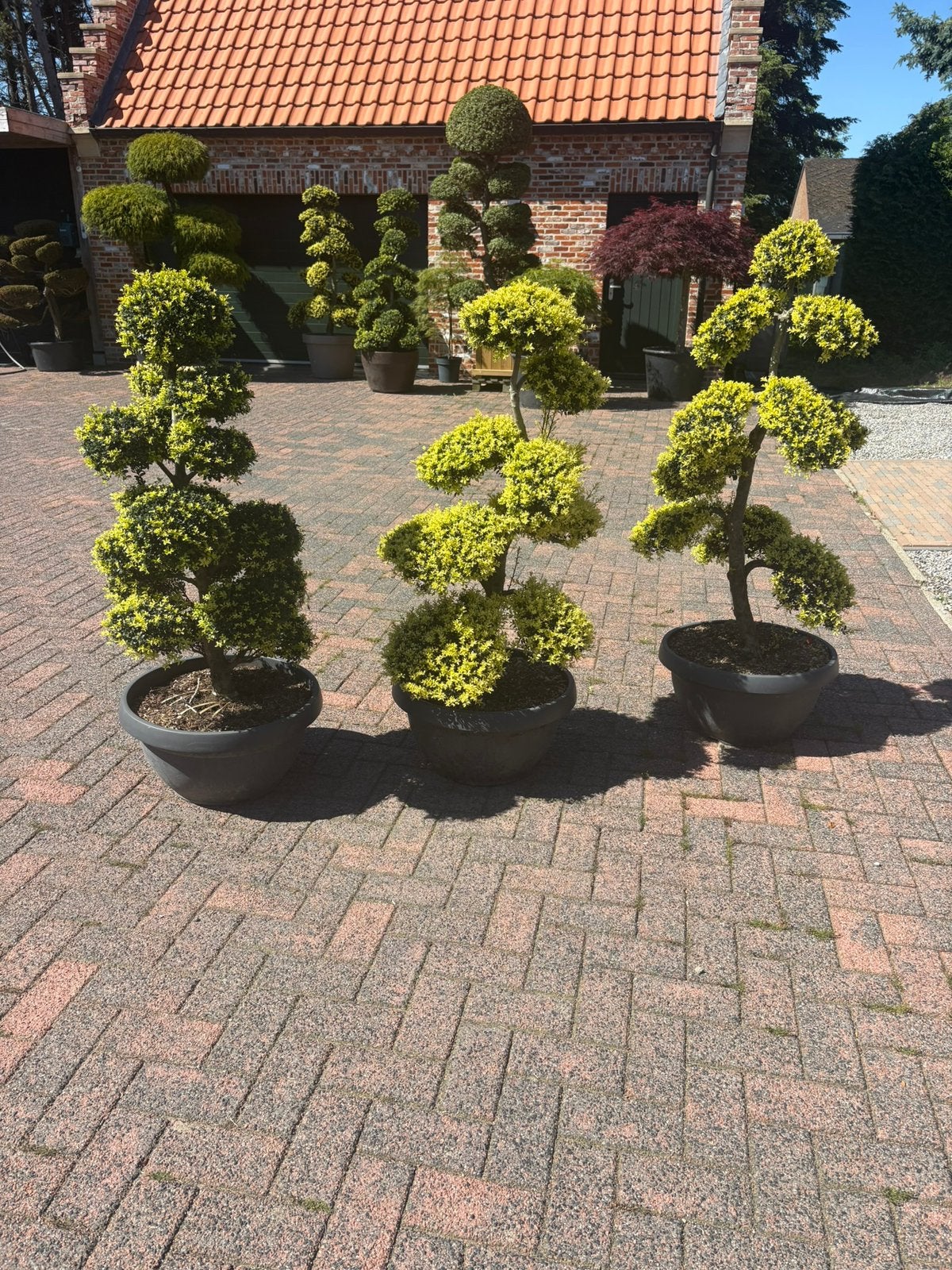 Bonsai Ilex Crenata Handgevormde Wolkenboom 140 -160 cm, Ophalen, Buxus