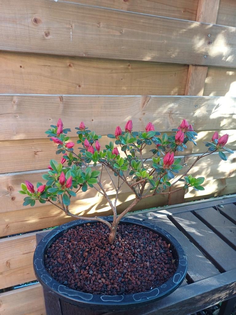 1 rode azalea, Enlèvement