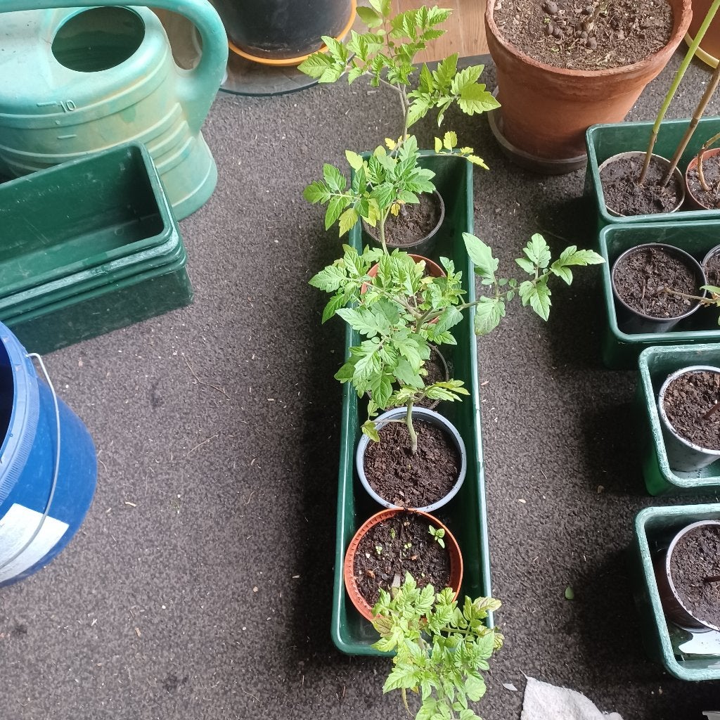 Plants de tomate cerise, Enlèvement, Été, Annuelle, Plein soleil