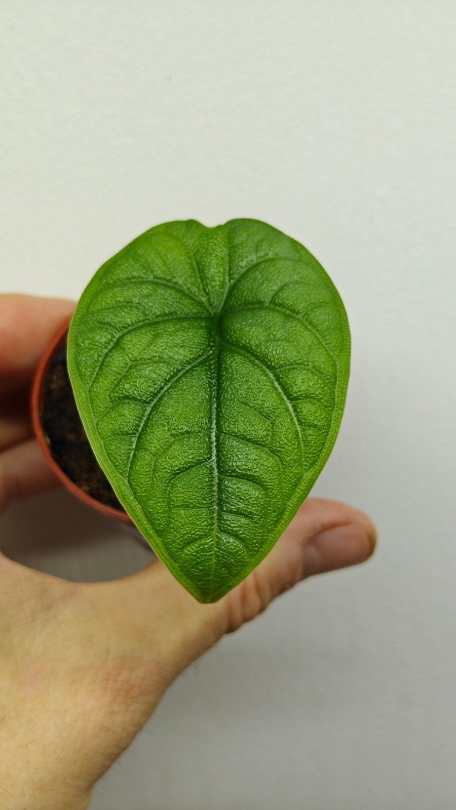 Alocasia melo (bébé), Autres espèces, En pot, Enlèvement ou Envoi, Moins de 100 cm