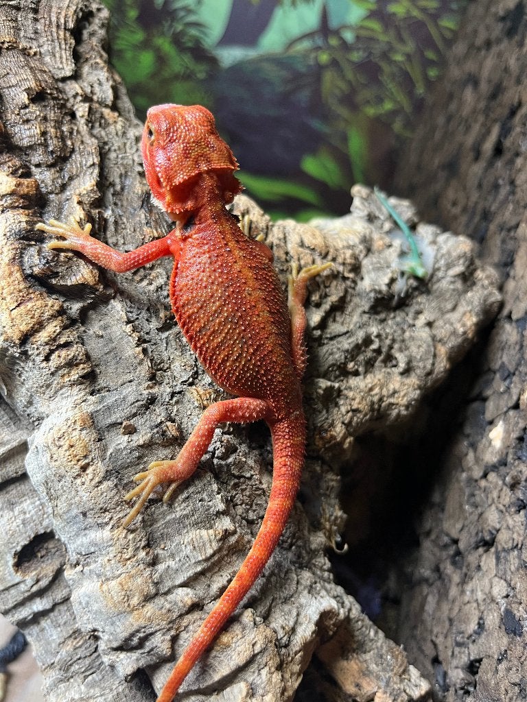 Pogona vitticeps extrême red hypo trans, Animaux & Accessoires, Lézard, Domestique, 0 à 2 ans