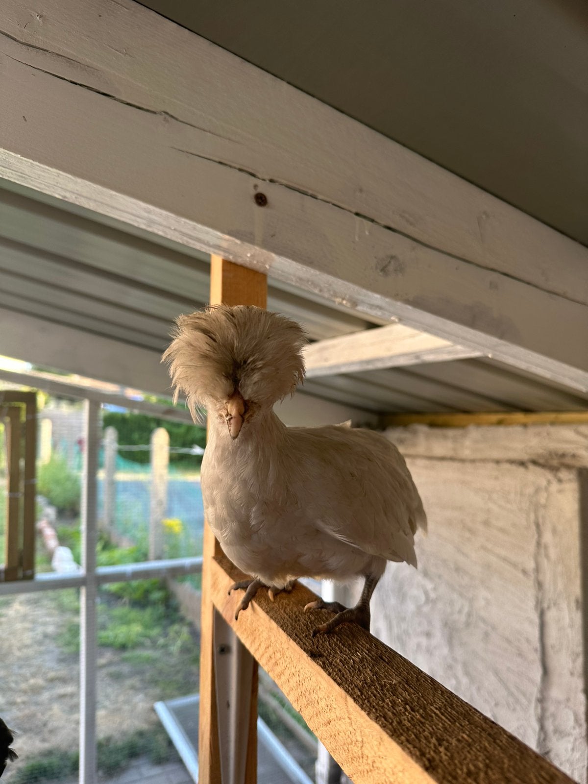 Hollandse kuifhoen, Animaux & Accessoires, Oiseaux | Oiseaux Autre, Femelle