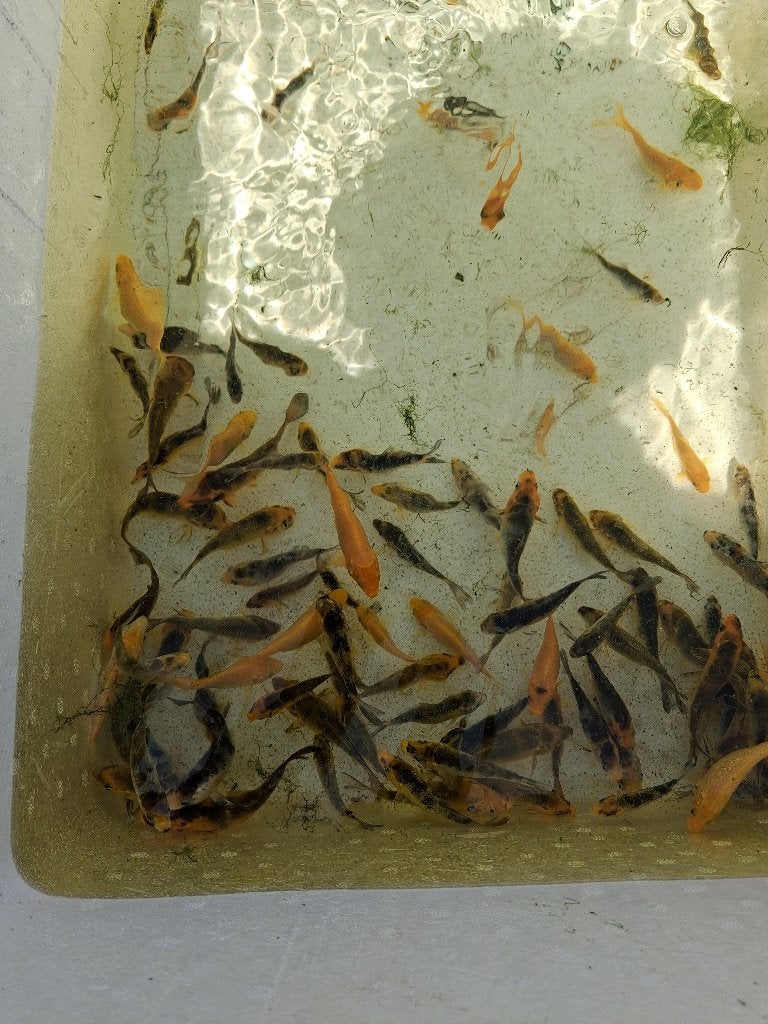 77 Kleine Koi visjes, Karper of Koi