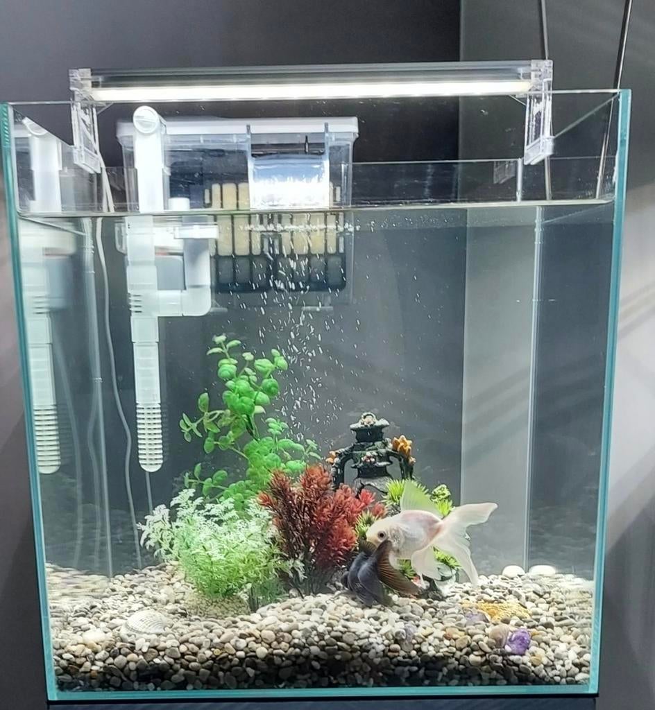 Glazen aquarium 40/40, Dieren en Toebehoren, Ophalen, Filter