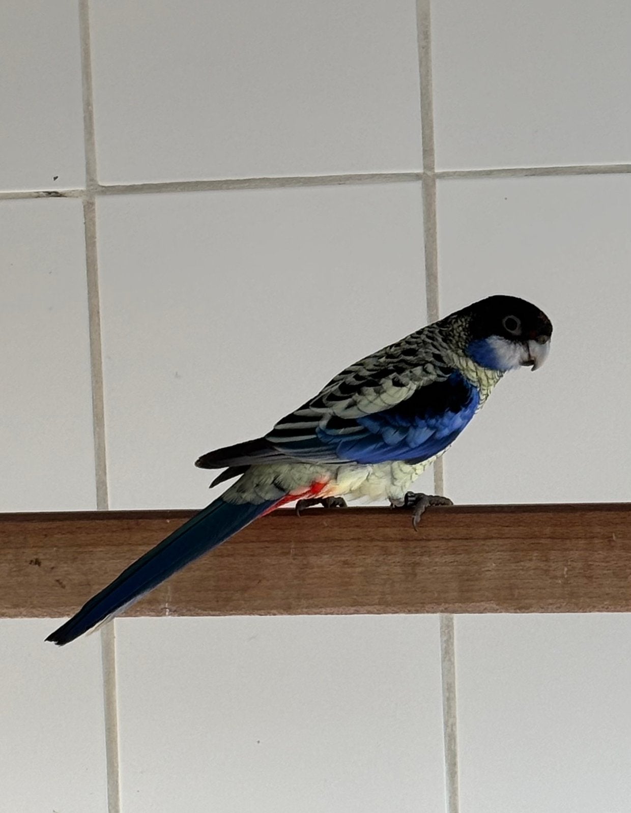 Gevraagd: 1-0 Brown Rosella, Mâle, Perruche, Bagué