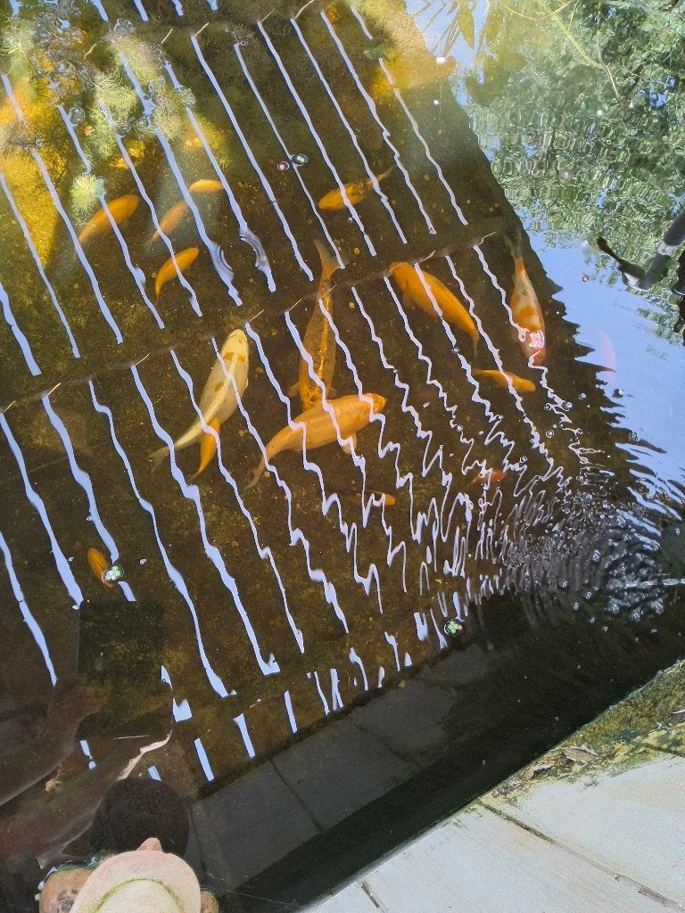 Te koop koi vissen, Dieren en Toebehoren, Vissen | Vijvervissen, Karper of Koi