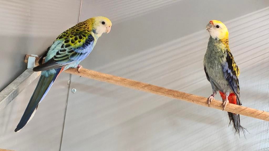 Couple de palliceps porteur sexe adn, Plusieurs animaux, Perruche