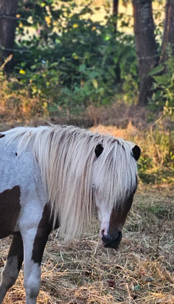 Mini paardje, Avec pedigree, Poney de récréation, Poney A (jusqu'à 1.17 m), 0 à 2 ans
