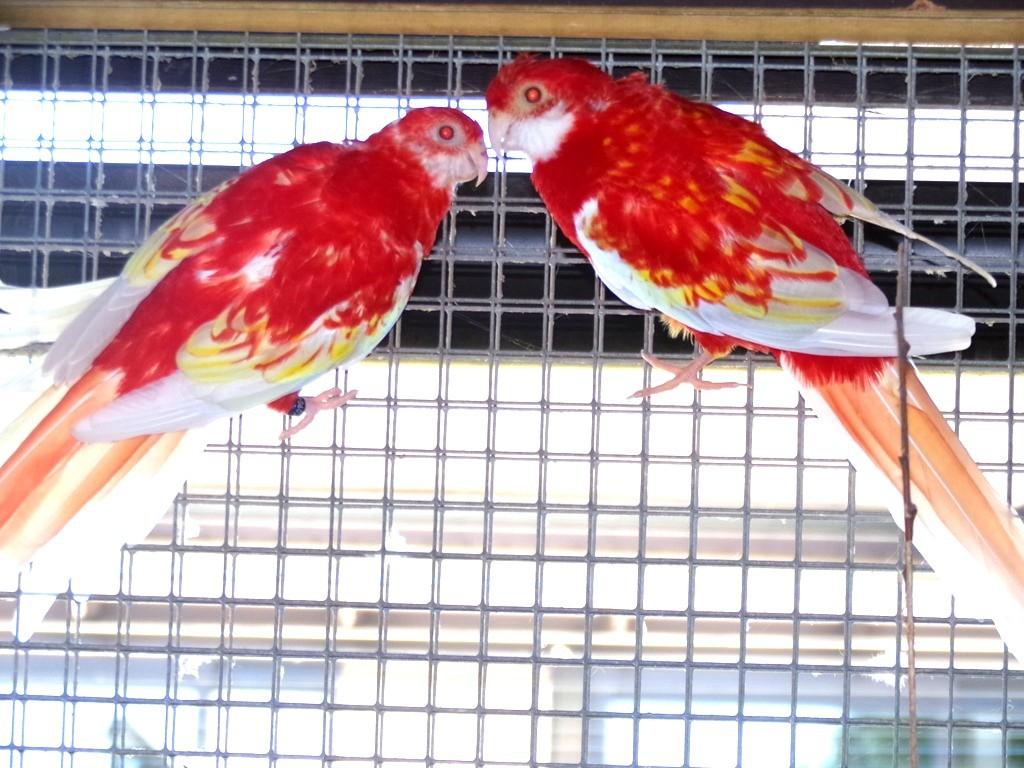 Rosella's rubino, Plusieurs animaux, Perruche, Bagué
