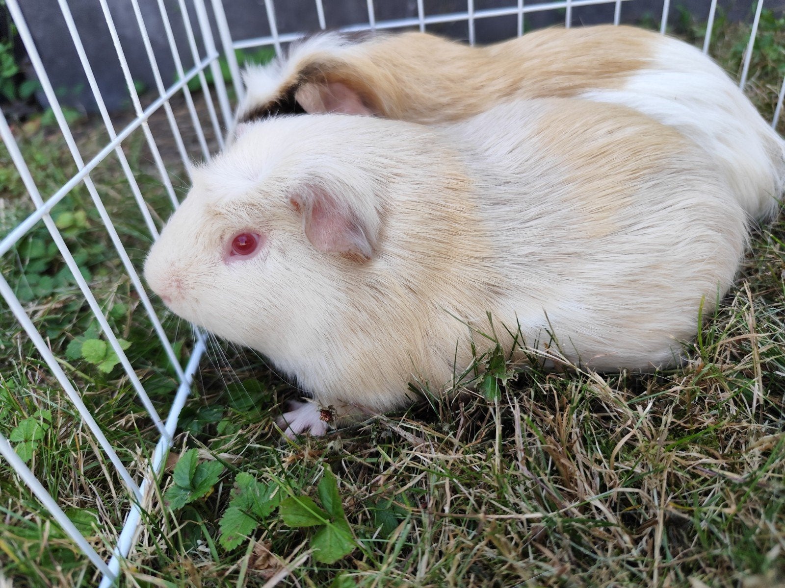 Cavia beertjes, Dieren en Toebehoren, Februari, Mannelijk, Cavia