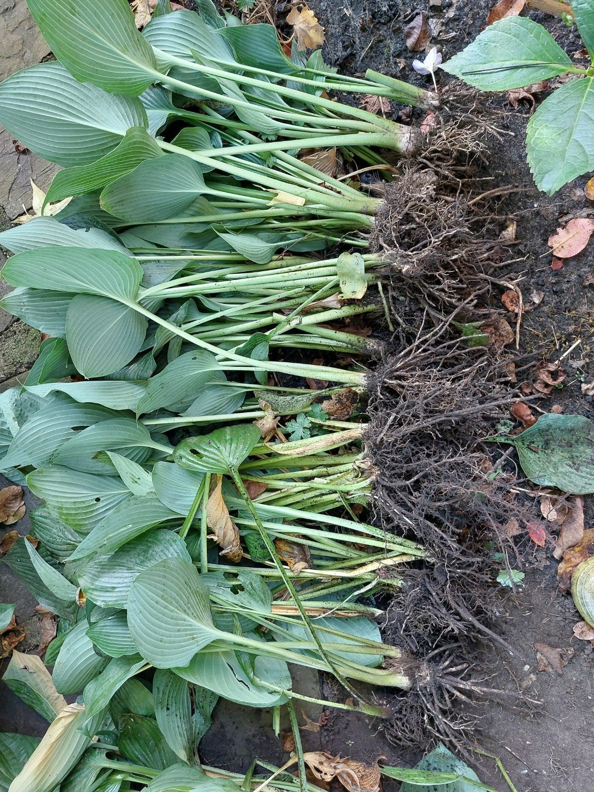 per foto hostas 20€, Tuin en Terras, Ophalen