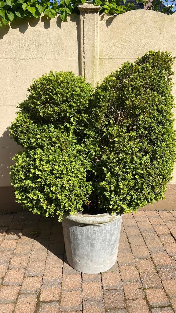 Buxus met pot, Tuin en Terras, Ophalen, Buxus