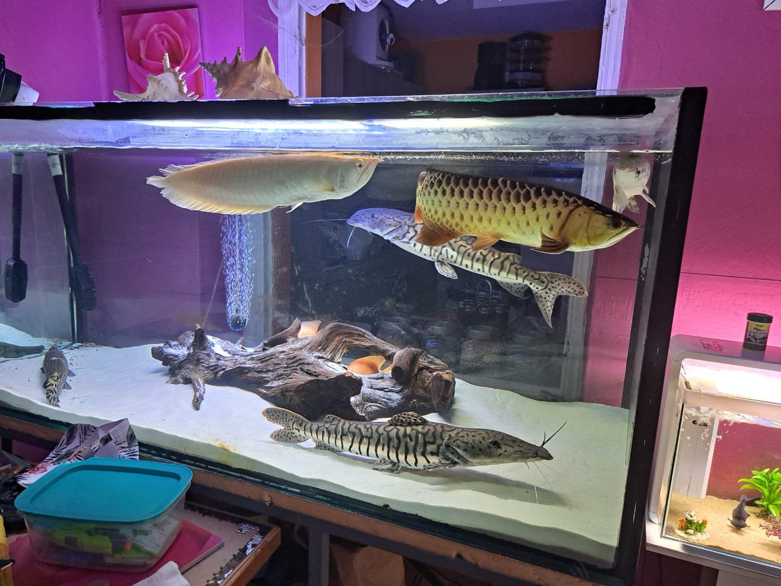 Poissons prédateur a vendre, Enlèvement, Comme neuf