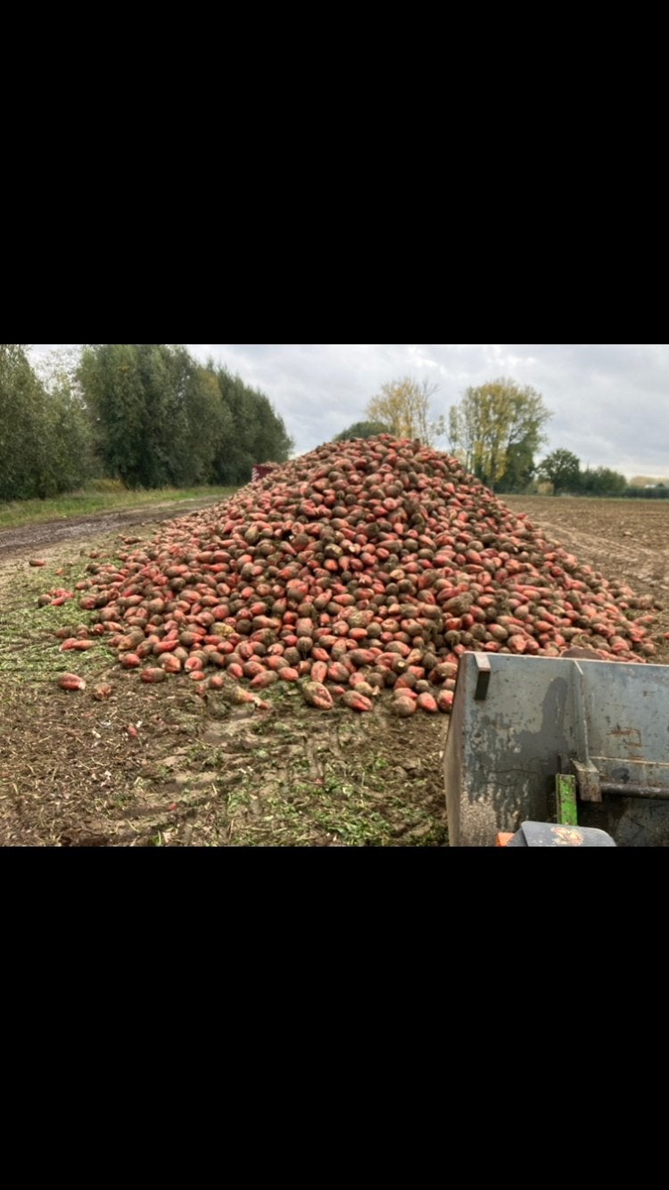 Bieten te koop, Enlèvement ou Envoi