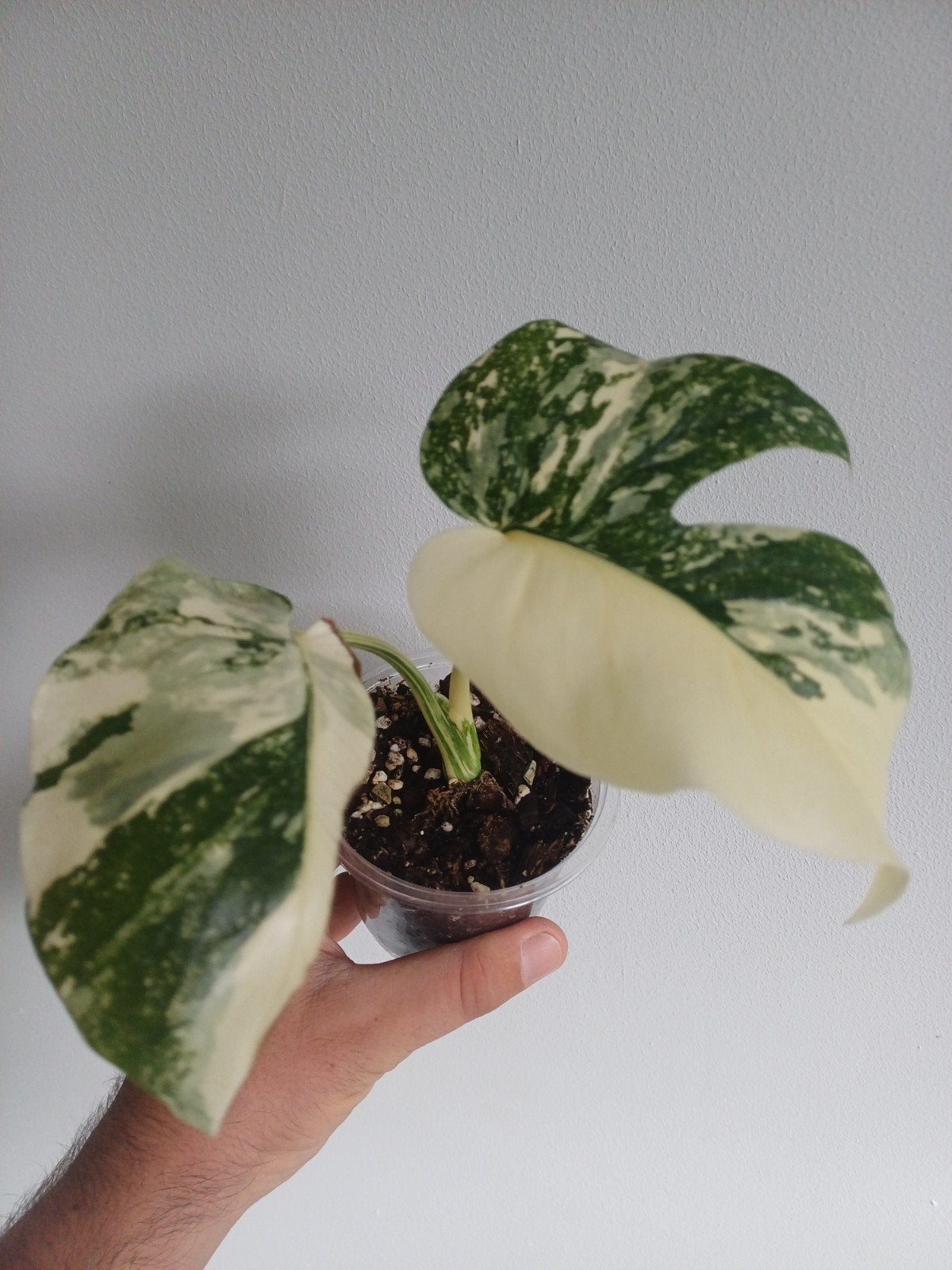 Monstera Crème Brûlée, Autres espèces, En pot, Enlèvement ou Envoi, Moins de 100 cm