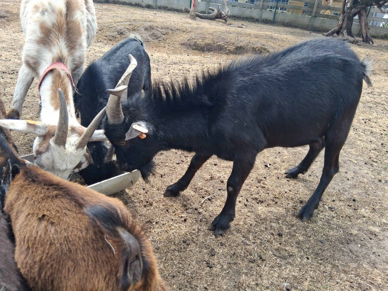 zwarte dwerggeitenbok, Dieren en Toebehoren, Schapen, Geiten en Varkens, Mannelijk, Geit, 0 tot 2 jaar