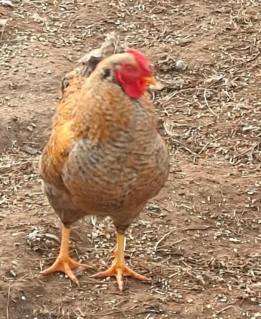 Wyandotte krielen, Dieren en Toebehoren, Pluimvee