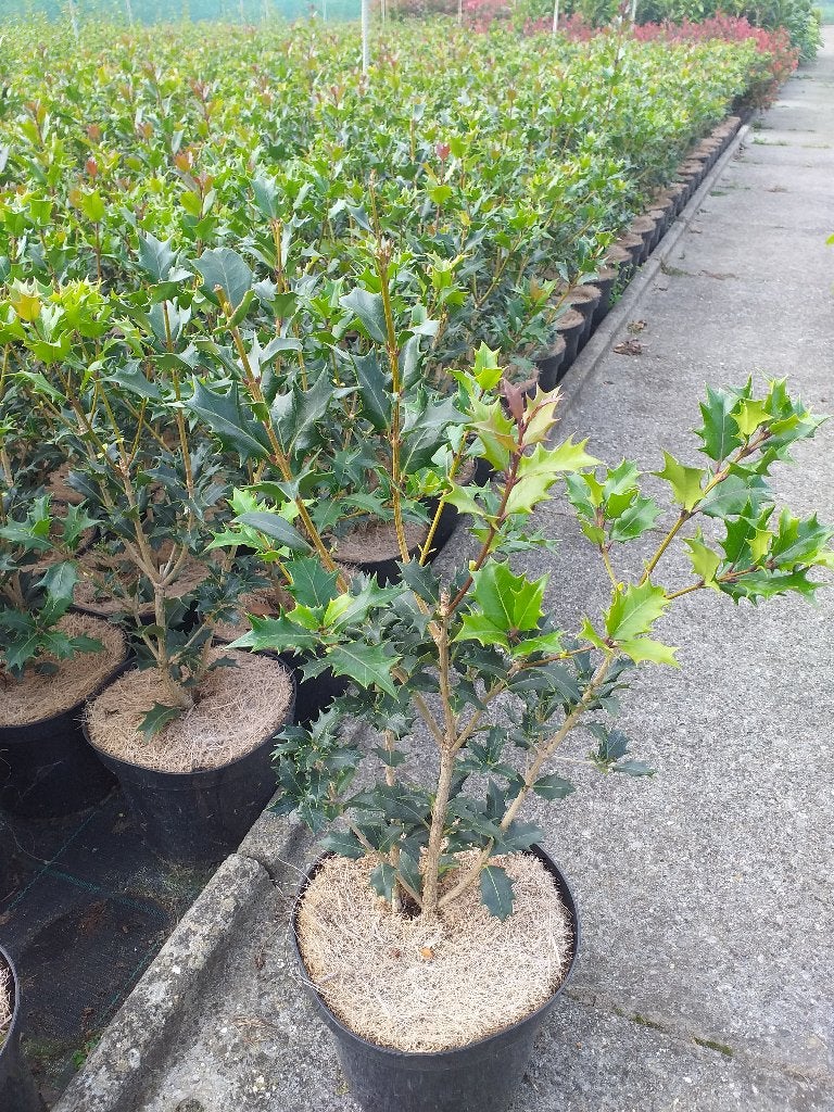 Osmanthus heterophyllus / schijnhulst, Ophalen