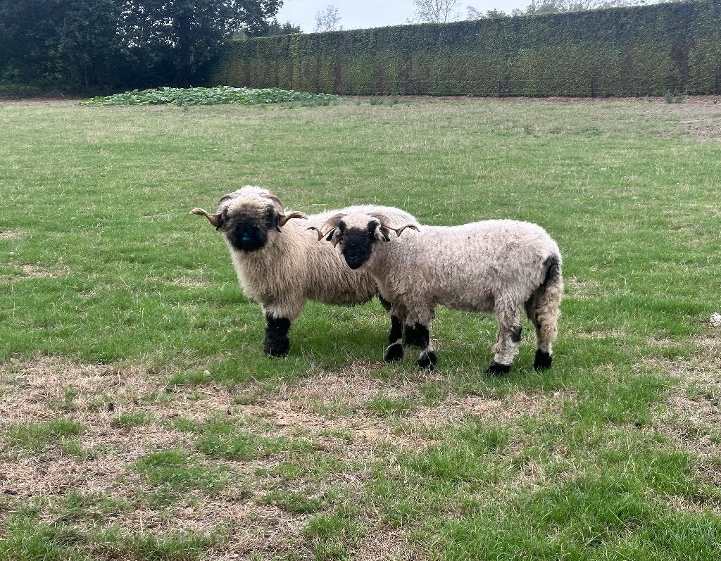 Koppel Walliser zwartneusschapen, Animaux & Accessoires, Moutons, Chèvres & Cochons