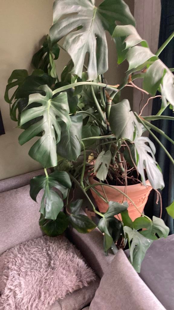 Grote plant met pot bij, Ophalen