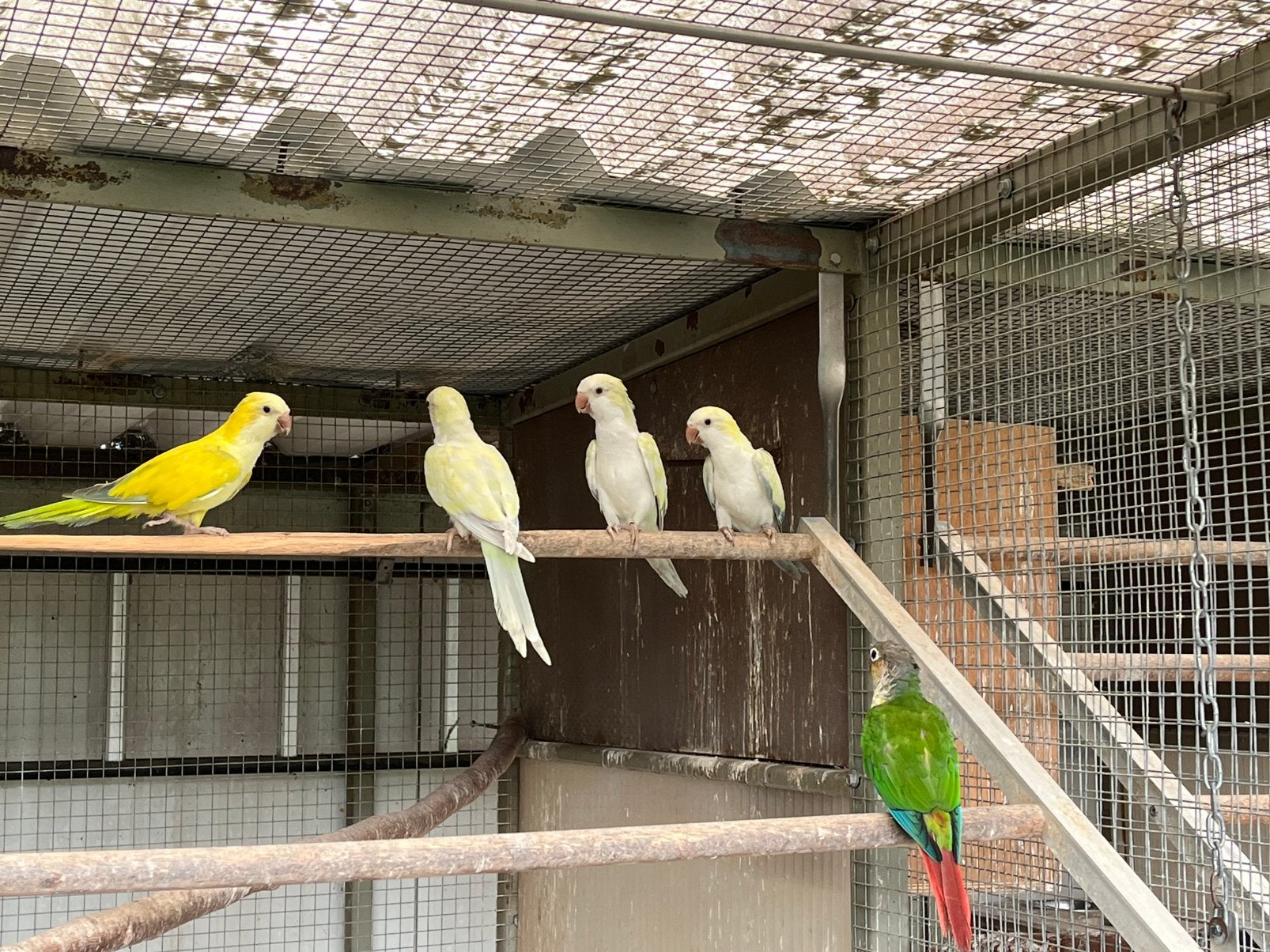 Muisparkieten, Meerdere dieren, Parkiet, Geringd