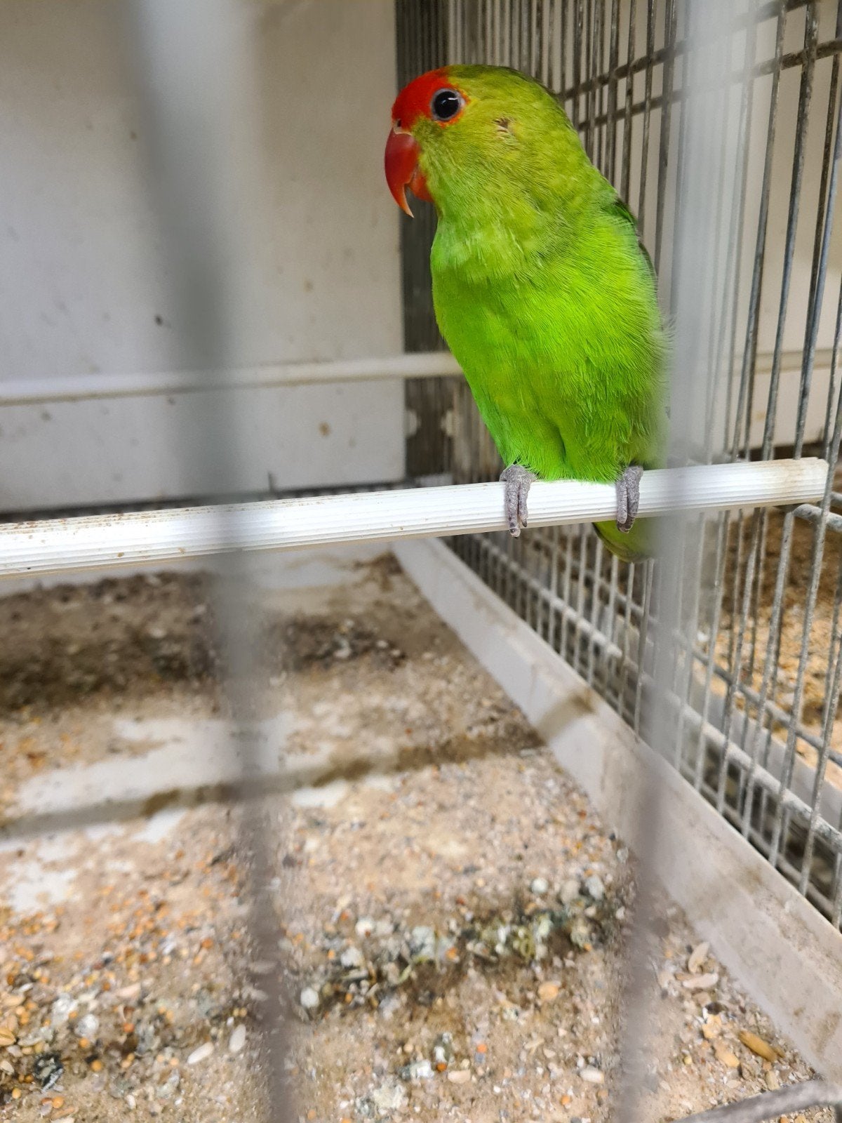 taranta, Dieren en Toebehoren