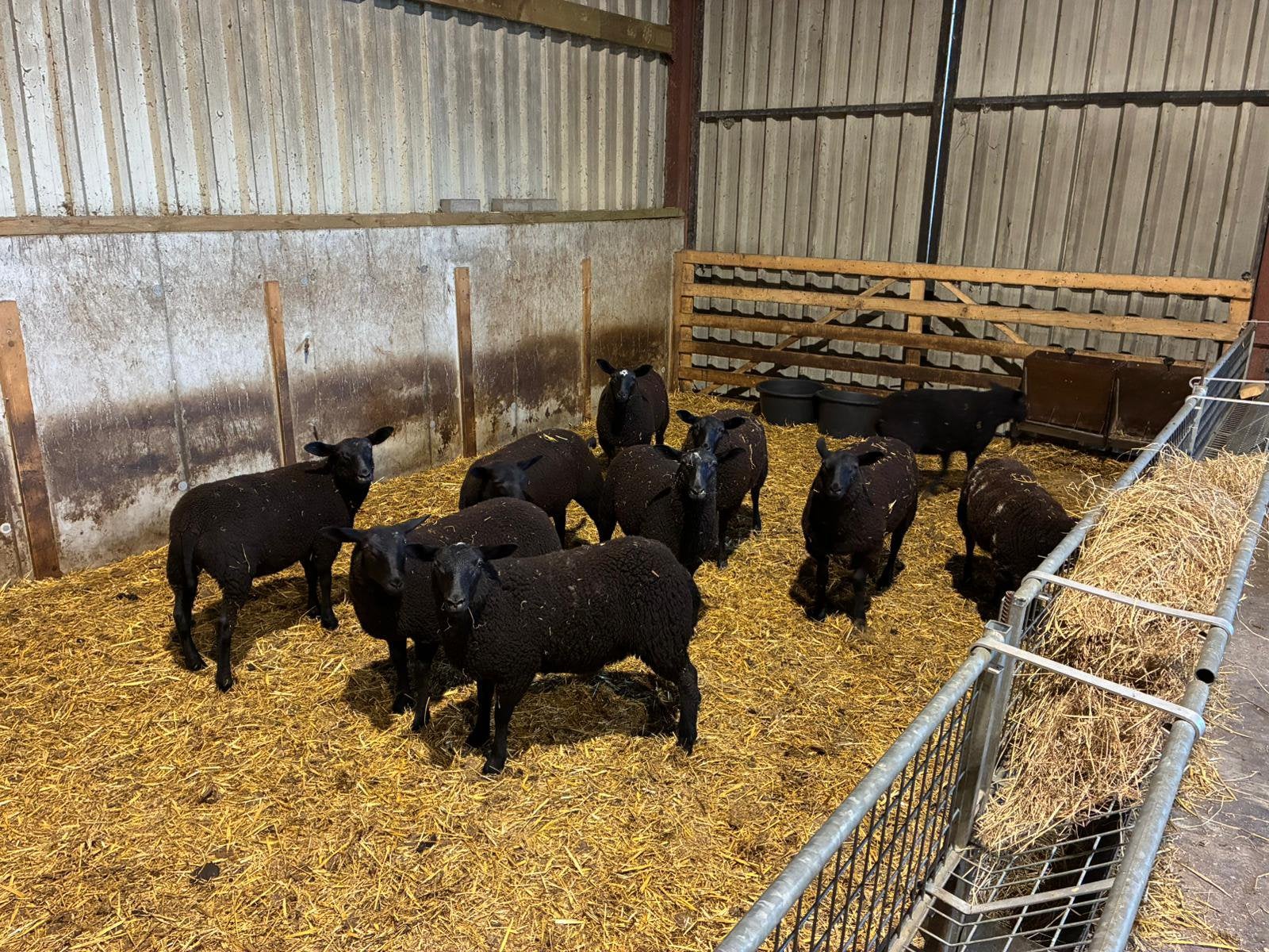 Schapen lammeren (ooien) te koop, Animaux & Accessoires, Moutons, Chèvres & Cochons