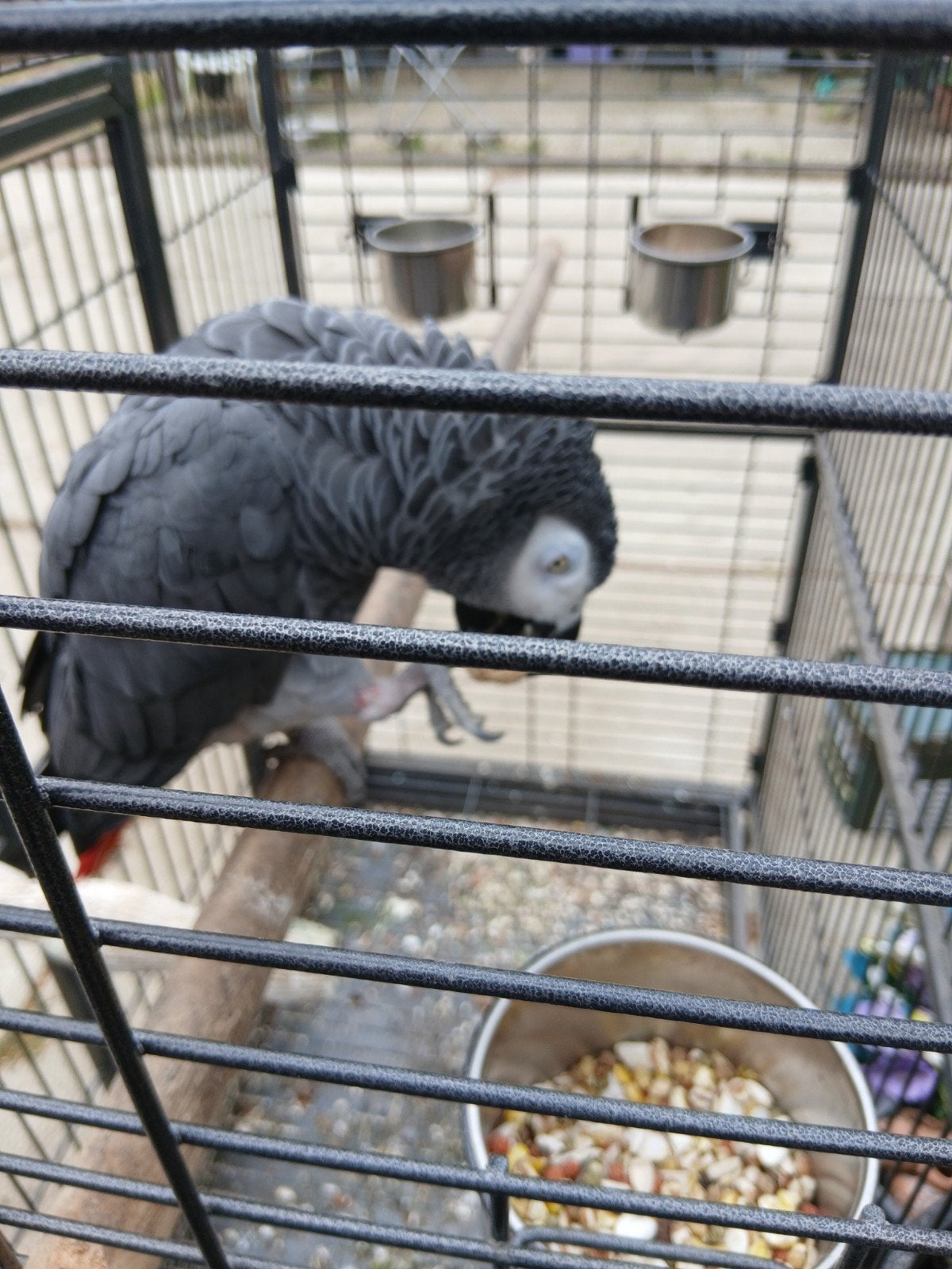 Grijze roodstaart papegaai, Dieren en Toebehoren, Papegaai, Tam