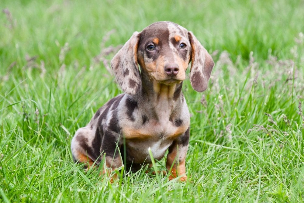 Kortharige Teckel pups te koop (dwerg), Dieren en Toebehoren, Honden | Teckels en Dashonden, Meerdere dieren, Korthaar, Dwerg