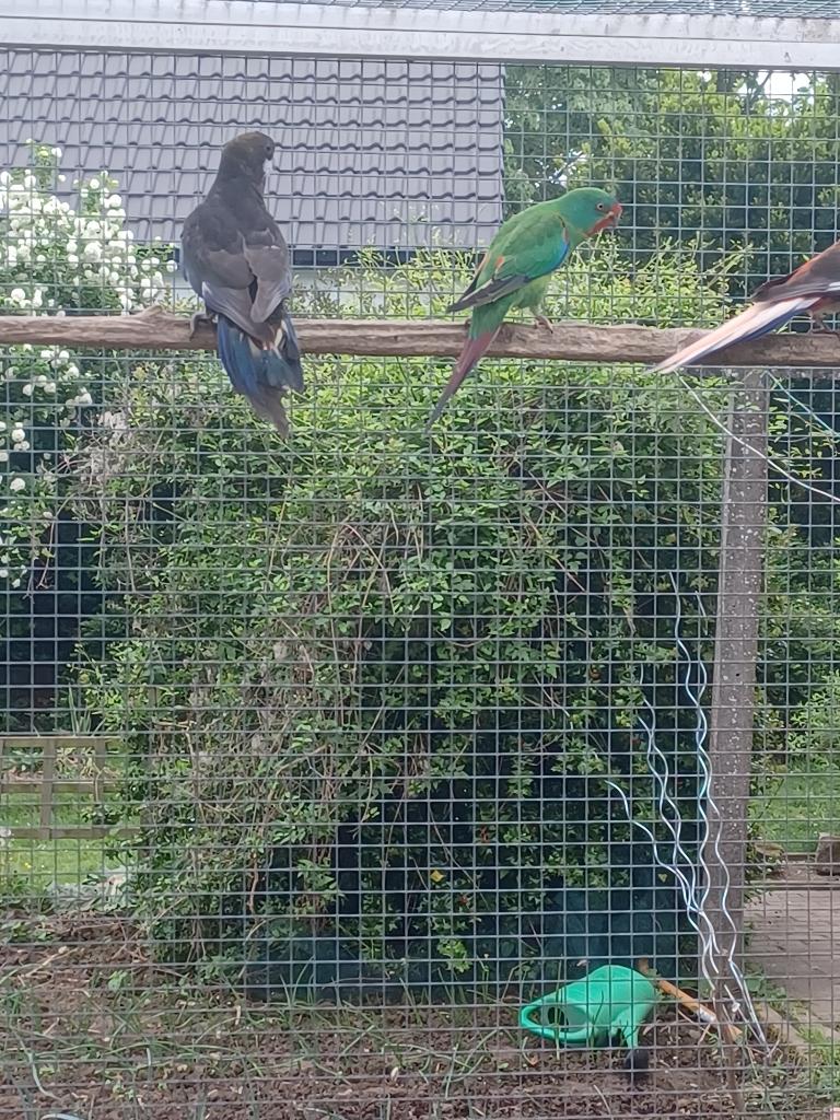 à vendre, Plusieurs animaux, Perruche, Bagué