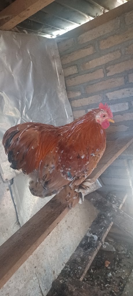 Cochin kriel haan, Dieren en Toebehoren, Mannelijk, Kip