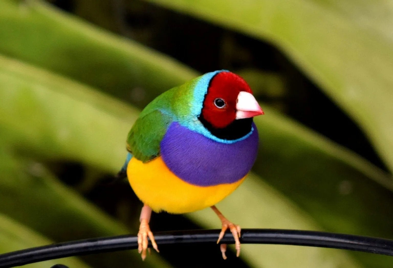 gezocht poppen gouldamandine eind 2025   2026, Dieren en Toebehoren, Tropenvogel