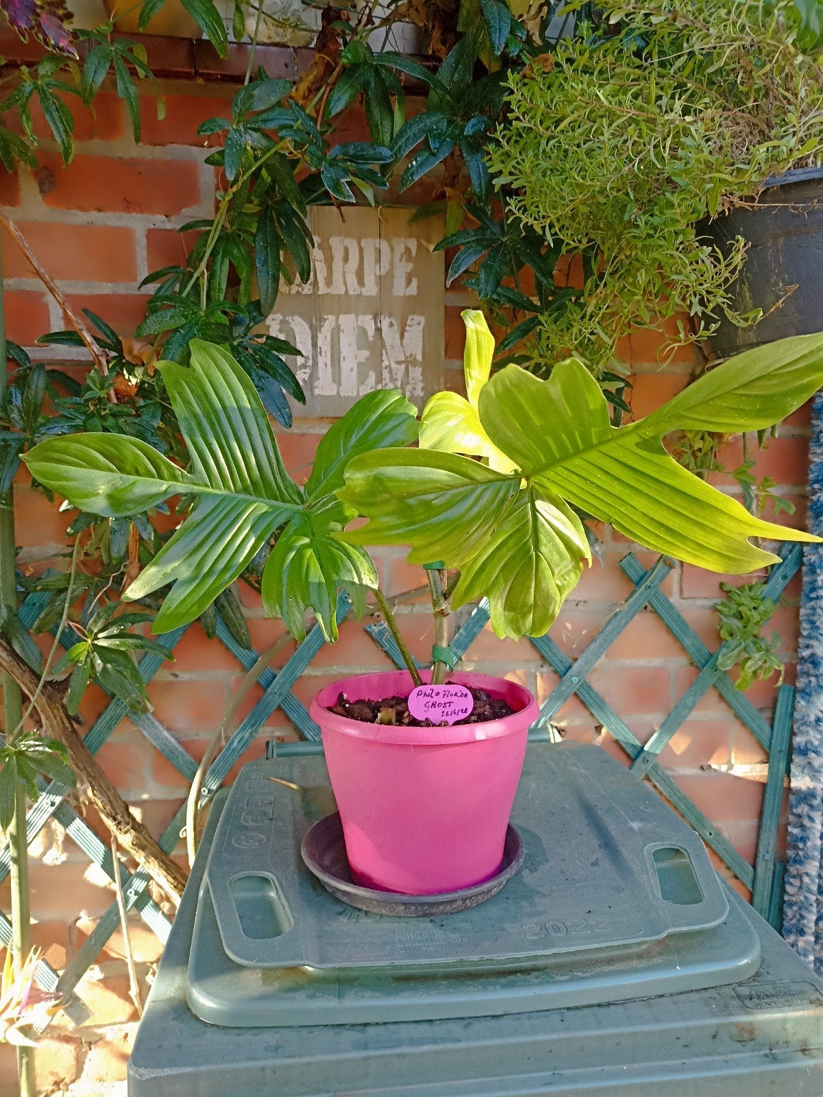 Philodendron Florida Ghost 3, Plante verte, Enlèvement, Ombre partielle, Moins de 100 cm