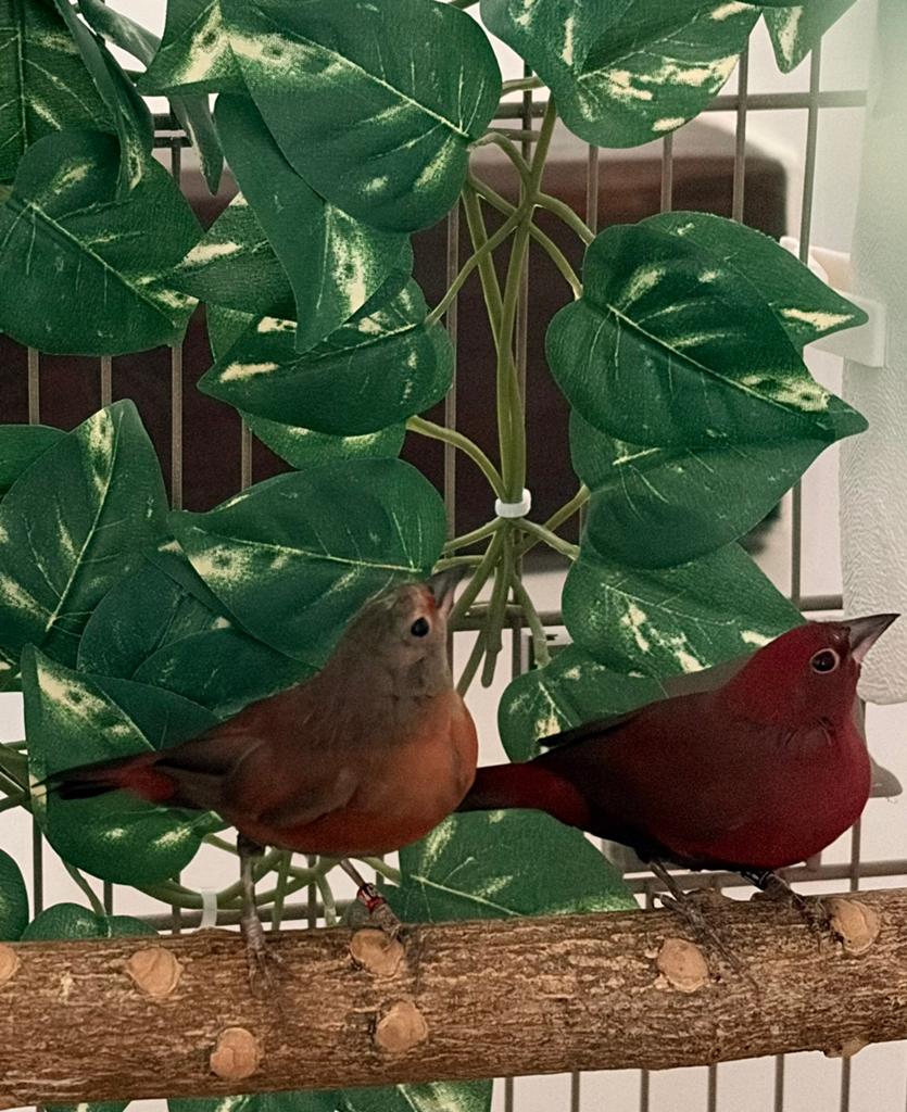 Lagonosticta rara, Plusieurs animaux, Oiseau tropical, Bagué