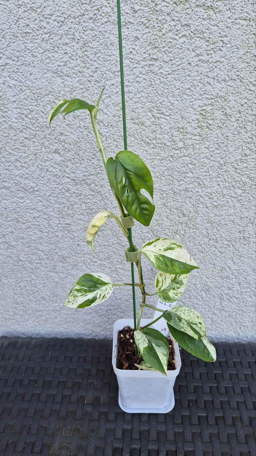 Epipremnum pinnatum marble variegata, Ophalen of Verzenden