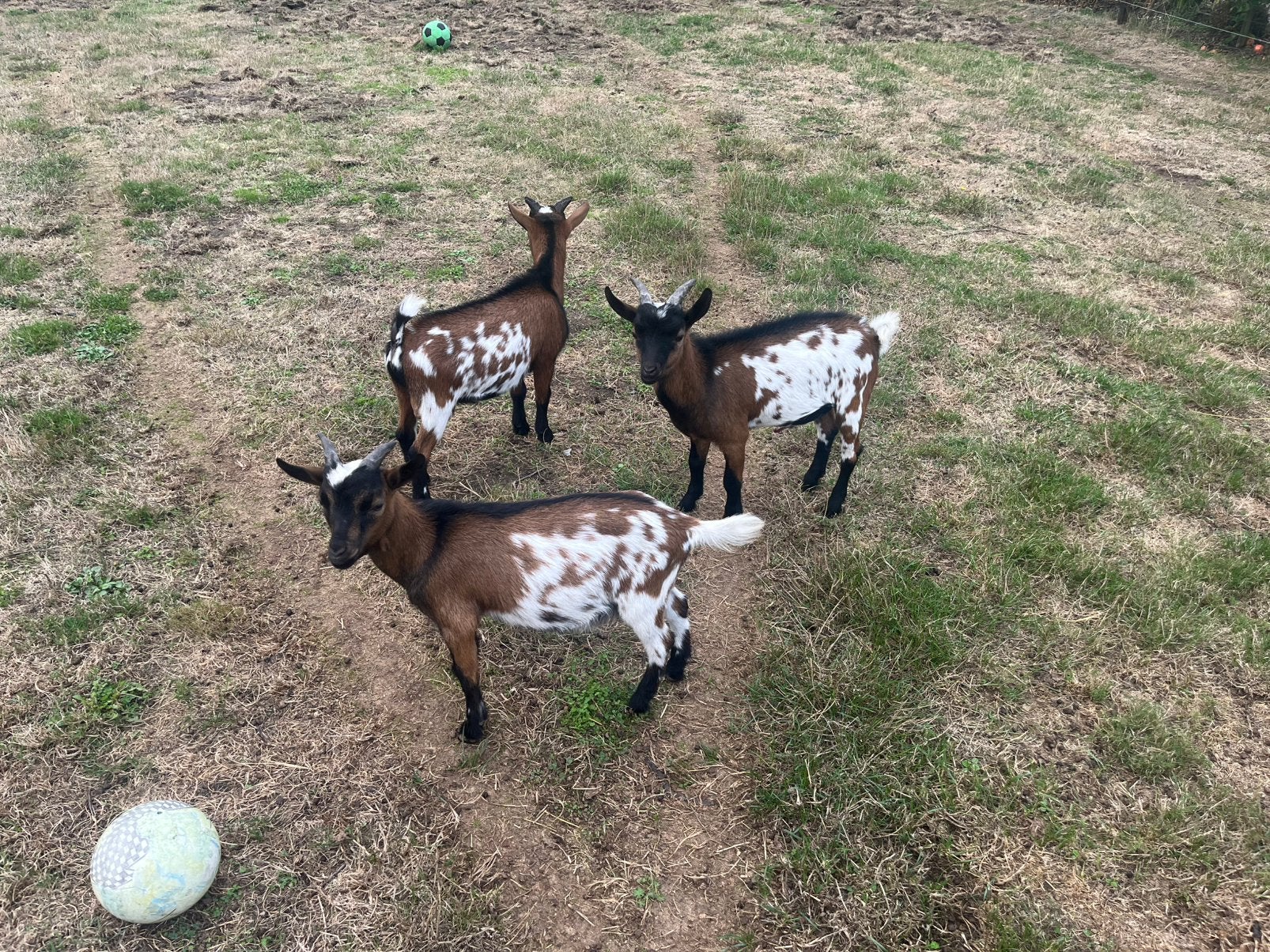 3 dwerggeiten bokjes, Mâle, Chèvre, 0 à 2 ans