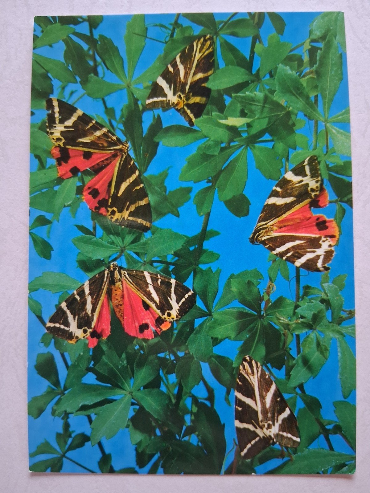 postkaart Vlinders, Verzamelen, Postkaarten | Themakaarten, Ophalen of Verzenden