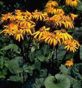 winterharde stekjes Ligularia (oranje) en bodembedekkers, Tuin en Terras, Planten | Tuinplanten, Ophalen, Kruiden