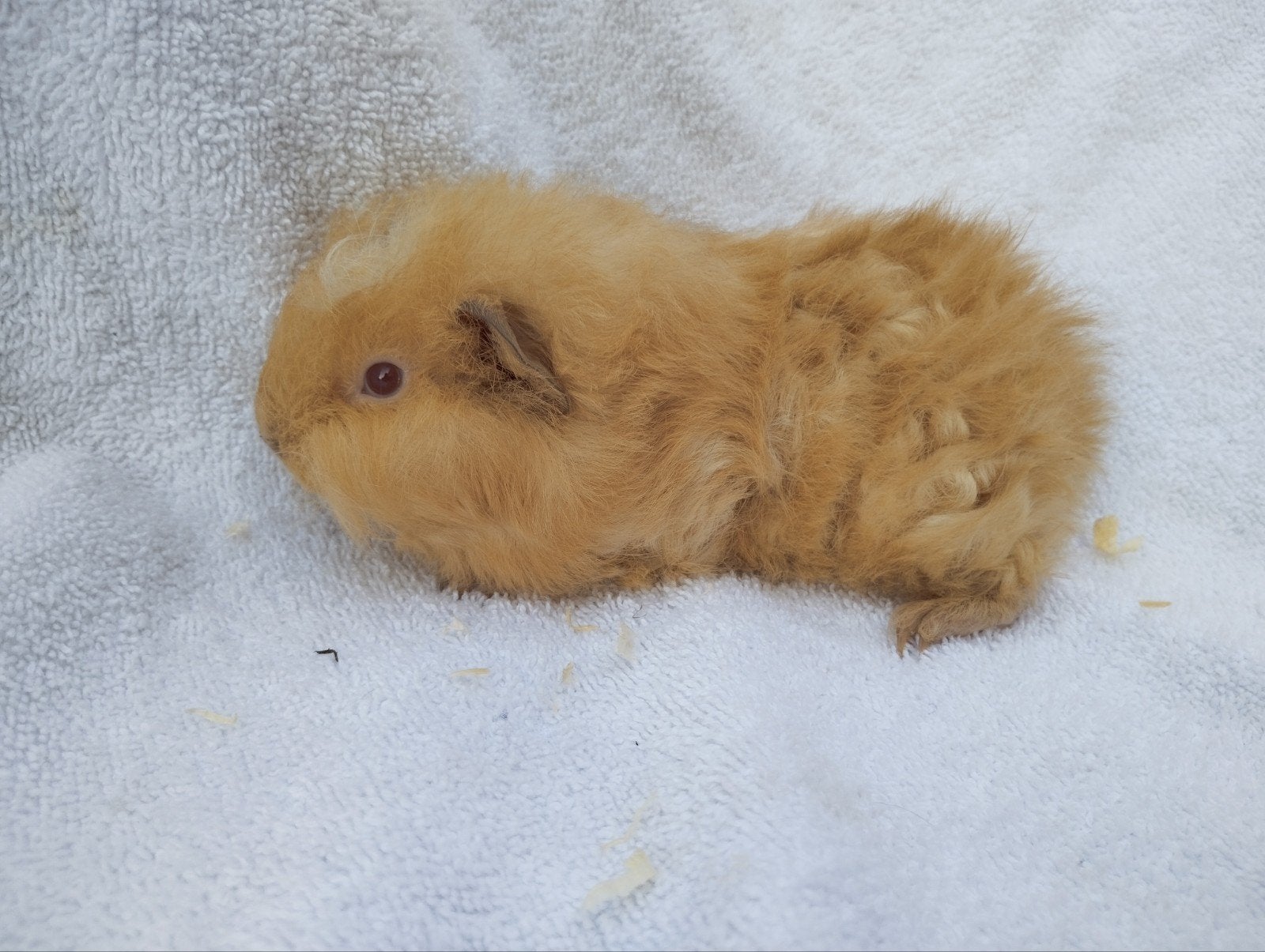 Ch Teddy cavia beertje te koop, Juli, Mannelijk, Cavia