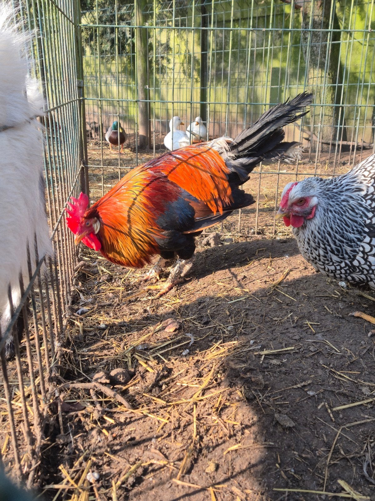 Haan kempische leghorn patrijs, Dieren en Toebehoren, Pluimvee