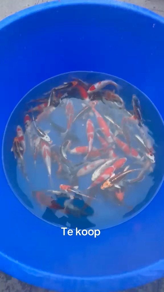 Japanse koi vissen, Dieren en Toebehoren, Karper of Koi