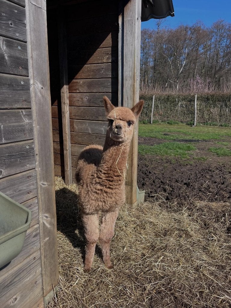 Alpaca te koop. Sanitel in orde., Animaux & Accessoires, Animaux Autre, Janvier, Mâle