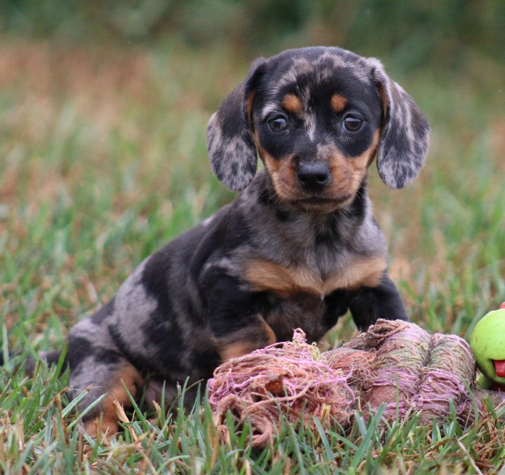 Chiots teckel Merle à poil court, Animaux & Accessoires, Chiens | Teckels & Bassets, Poils courts, Maladie de Carré (chiens), Plusieurs