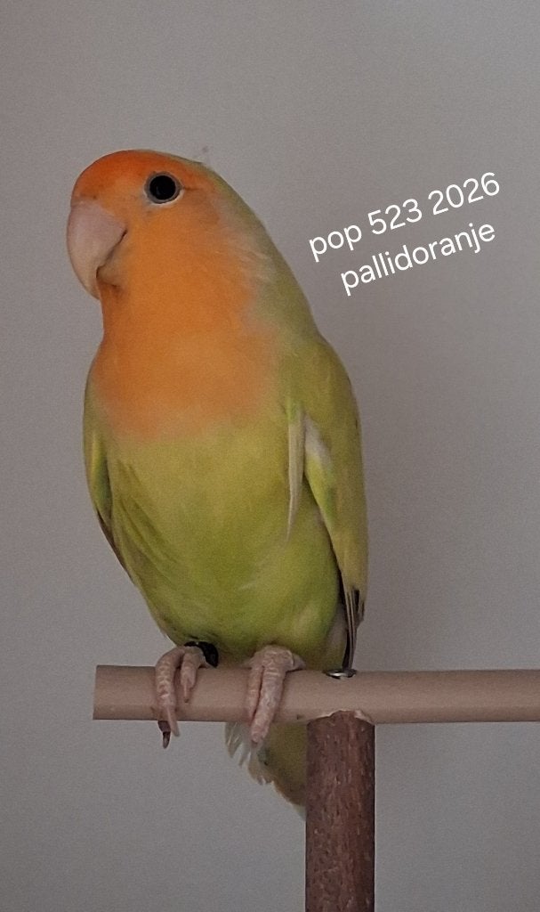 Roseicolli, agaporniden, Animaux & Accessoires, Oiseaux | Perruches & Perroquets, Plusieurs animaux, Perroquet nain ou Inséparable