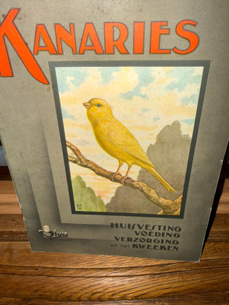 Canaries, Canari de couleur
