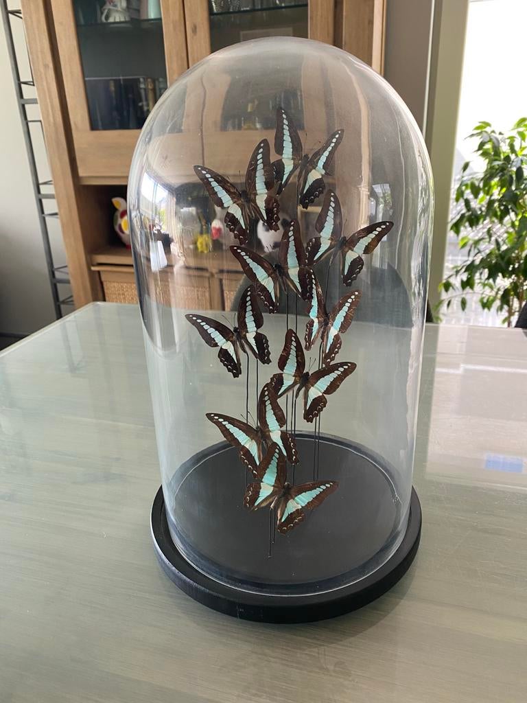 Decoratie vlinders onder glazen stolp, Enlèvement, Comme neuf