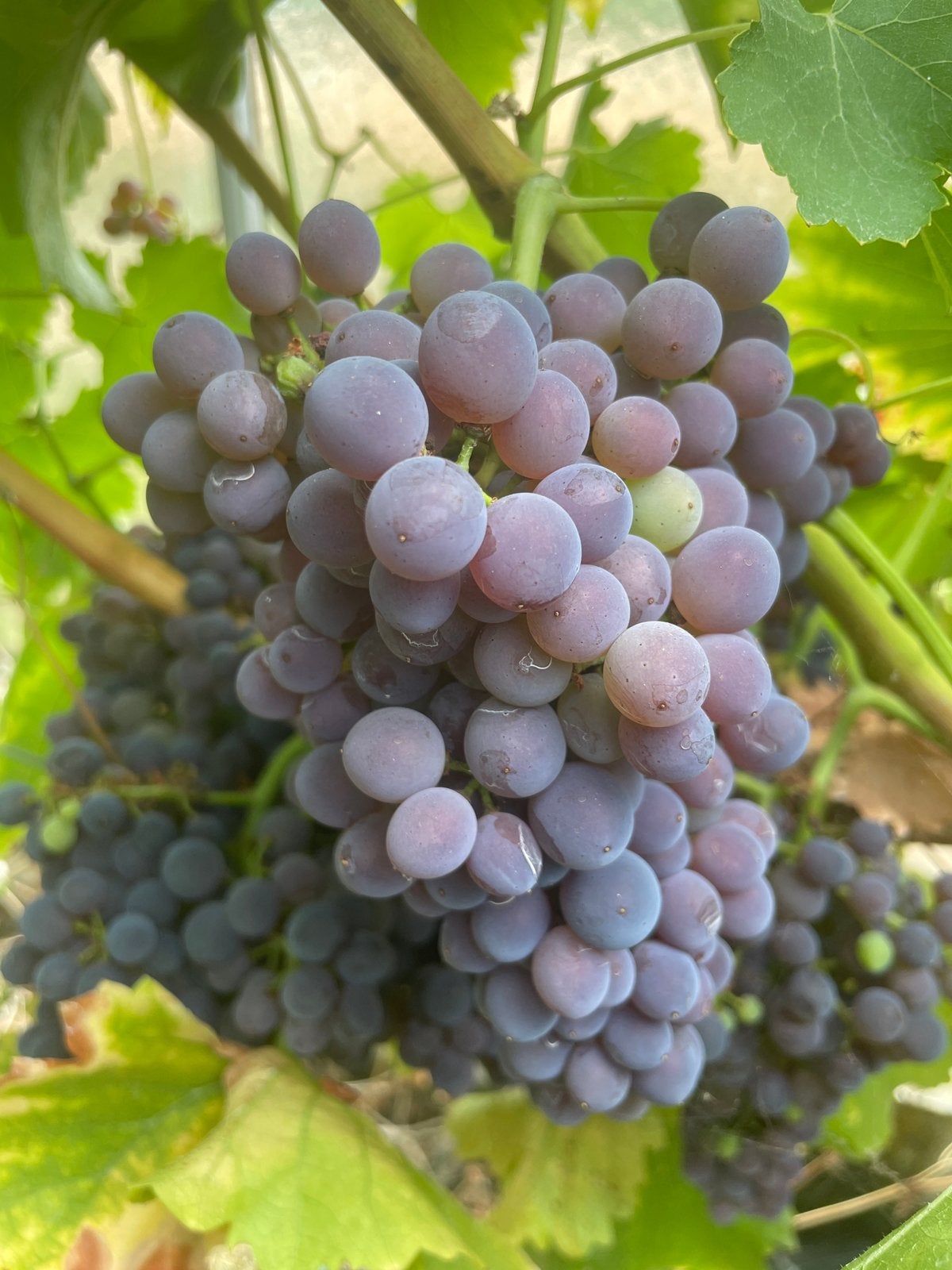 Druiven, Tuin en Terras, Planten | Fruitbomen, Ophalen