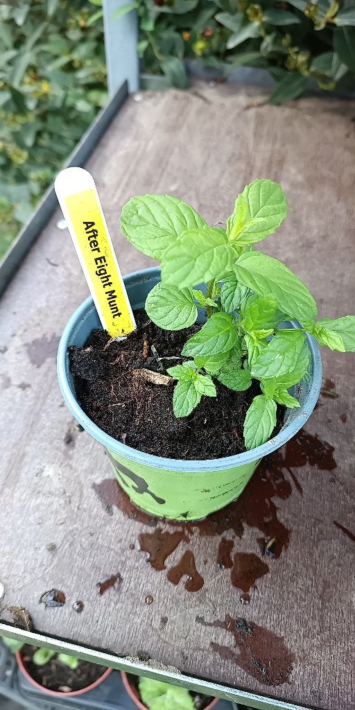 10 plants de menthe livrés à domicile (50 variétés au choix), Jardin & Terrasse, Enlèvement ou Envoi, Herbes, Été, Plante fixe