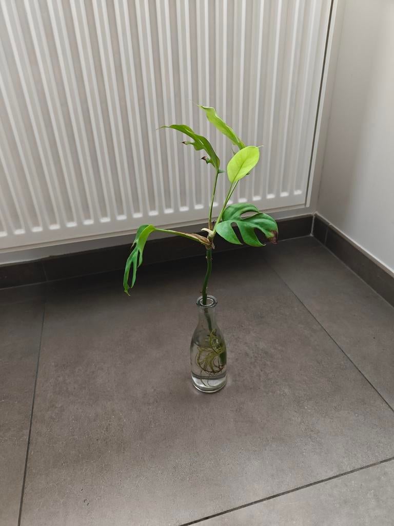 Monstera geworteld stekje, Ophalen